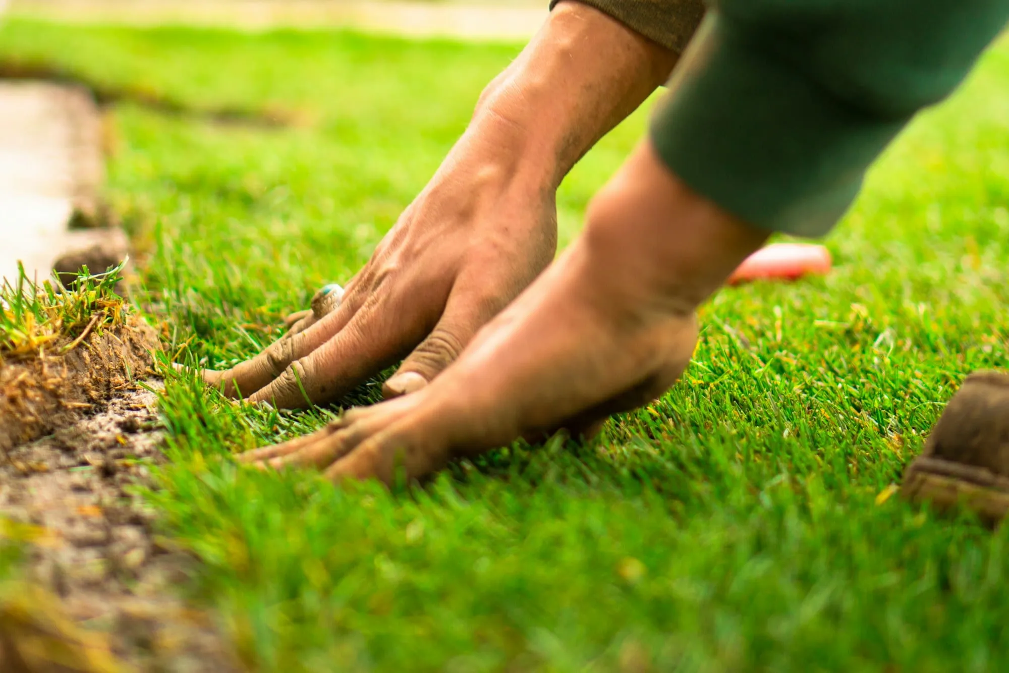 Hands pressing fresh sod into soil
